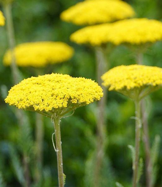 Achillea 'Coronation Gold'